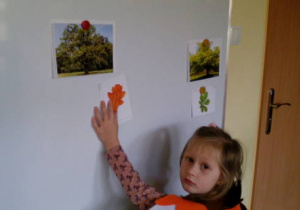 Dziewczynka dopasowuje liść dębu do drzewa na tablicy.